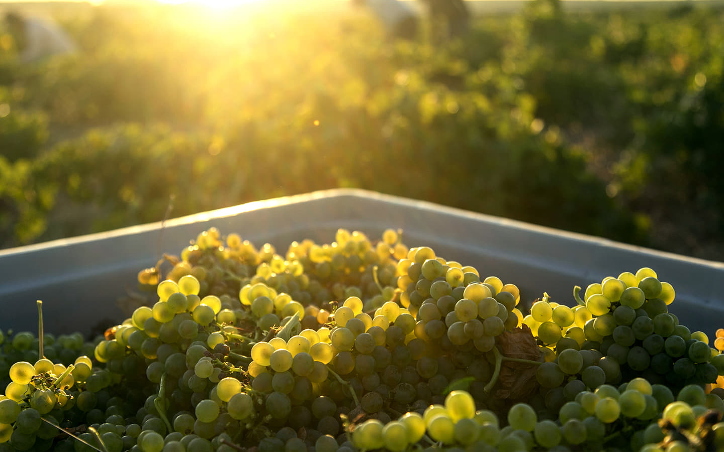 Bodega Cuatro Rayas revela la versatilidad y el potencial de guarda del Verdejo
