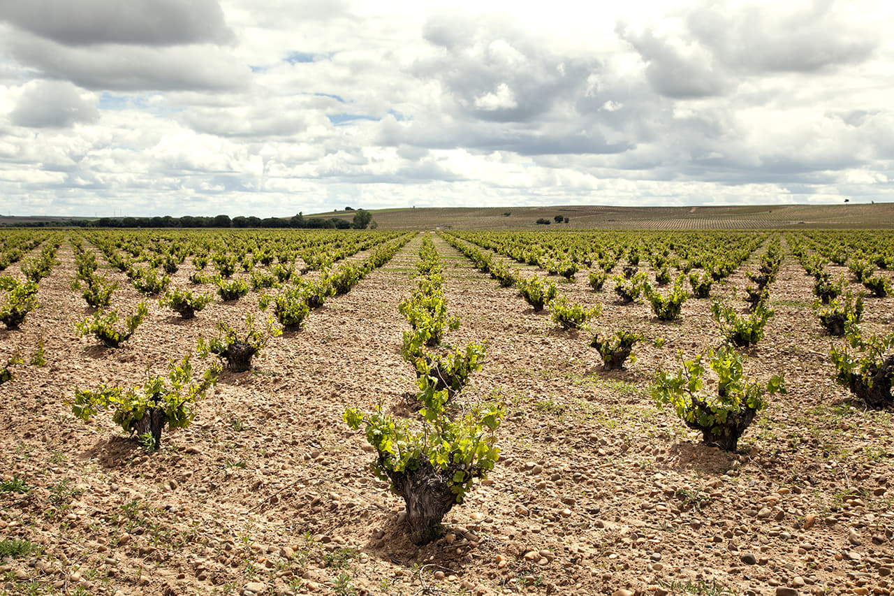 La cooperativa trabaja en 2.500 hectáreas de viñedo.