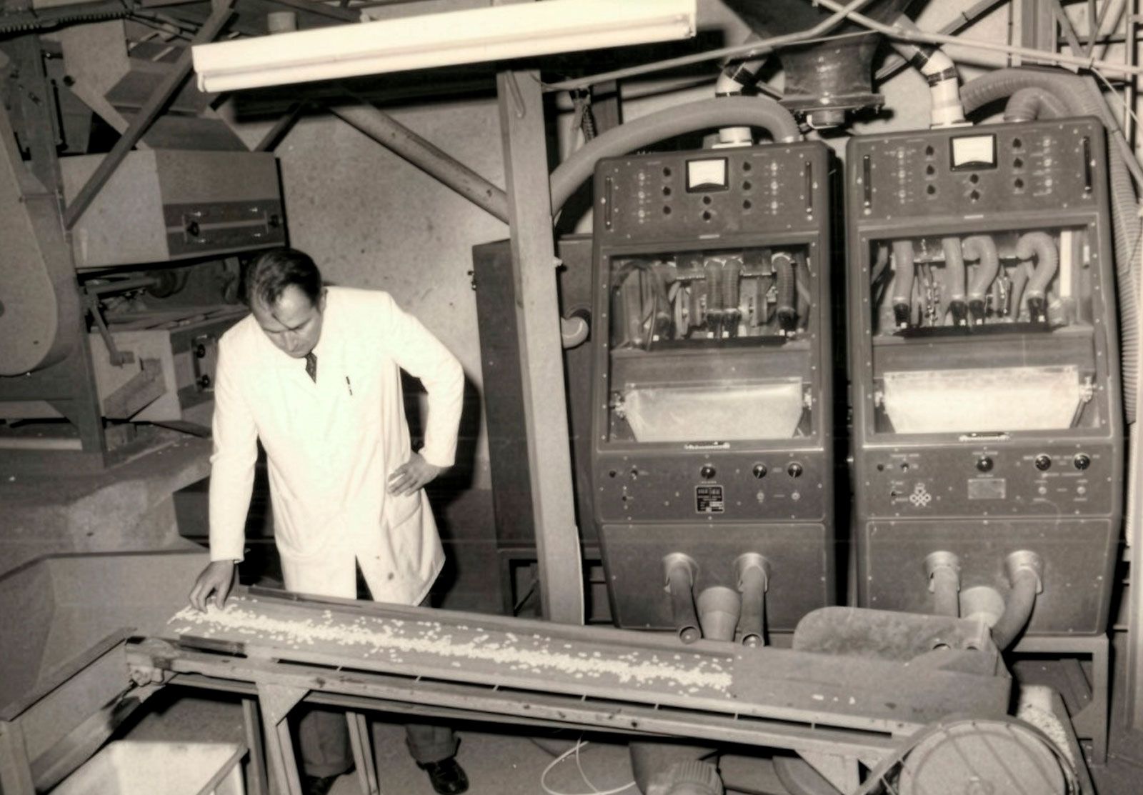 Sala de selección de legumbres, 1950.